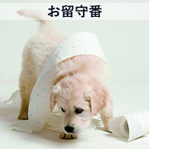 お留守番時の簡単しつけセットのトレーニング方法