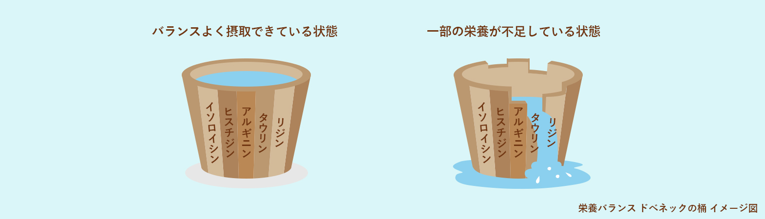 栄養バランス ドベネックの桶イメージ図
