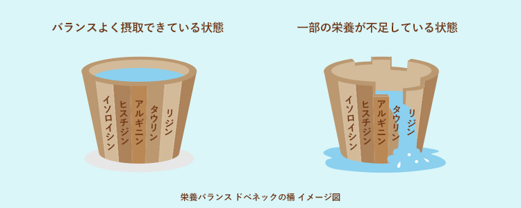 栄養バランス ドベネックの桶イメージ図