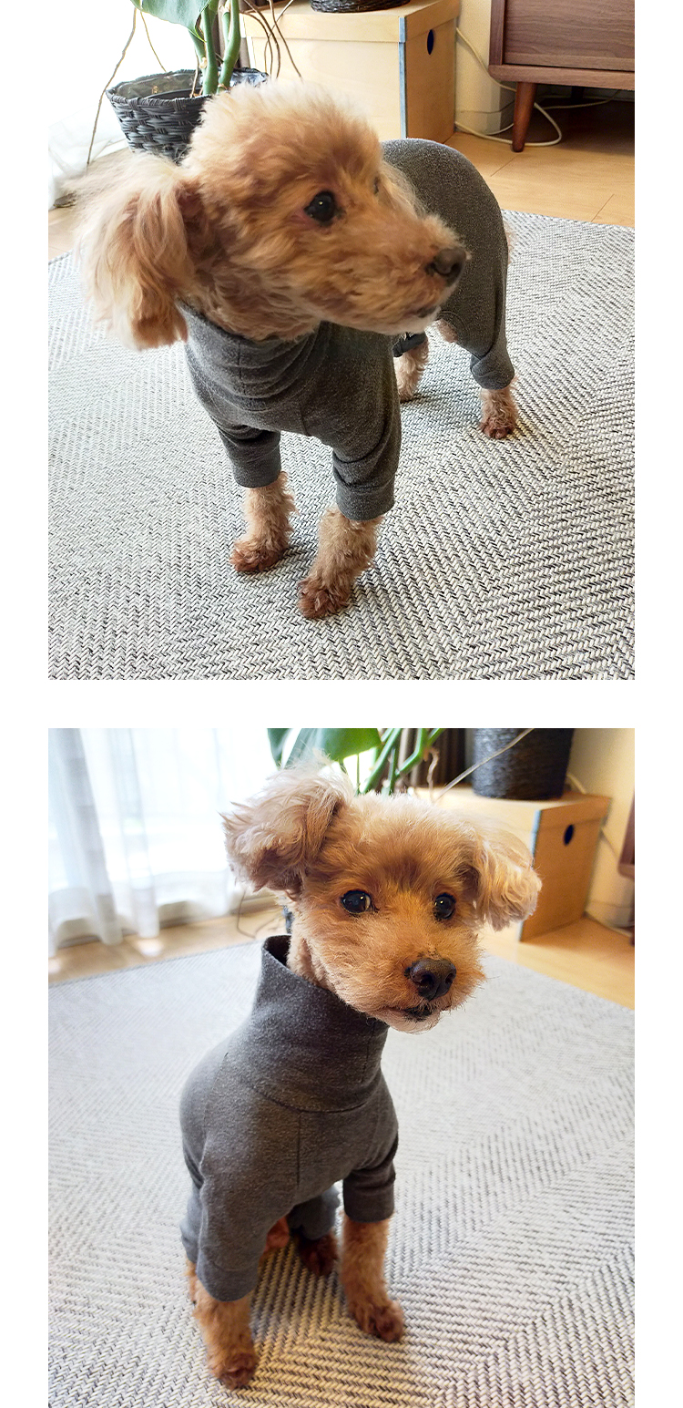 スキンタイトスーツを着用したポッシュペットスタッフの愛犬