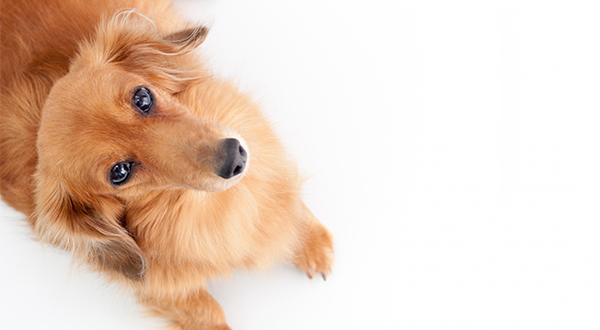 愛犬の画像