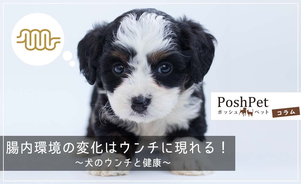 コラム:腸内環境の変化はウンチに現れる！犬のウンチと健康