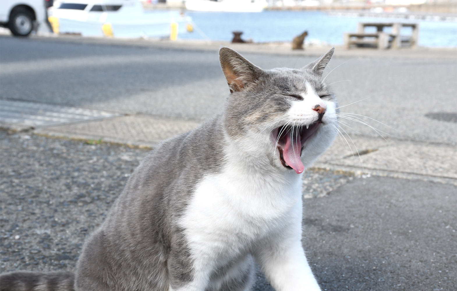 ねこちゃん