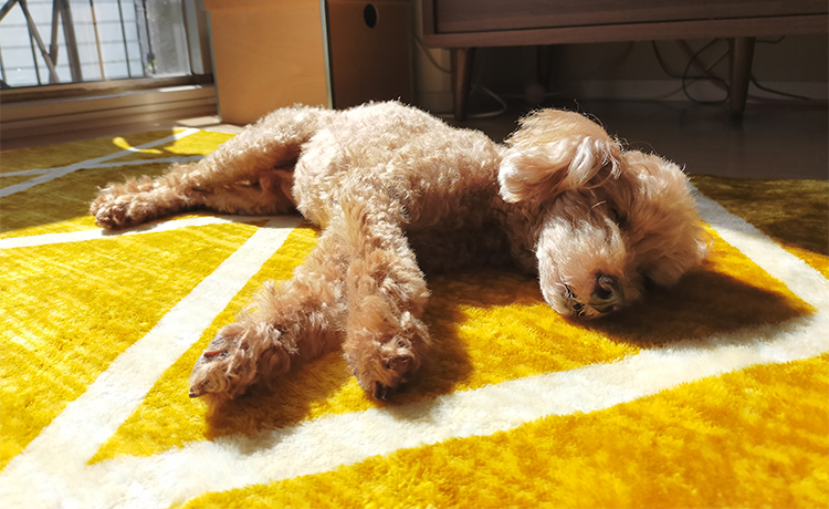 部屋で眠る愛犬