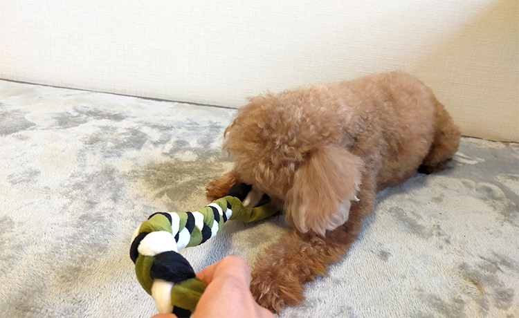 トラストミーロープで遊ぶ愛犬