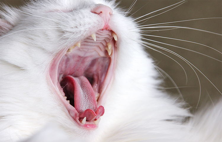 愛猫の口腔イメージ画像