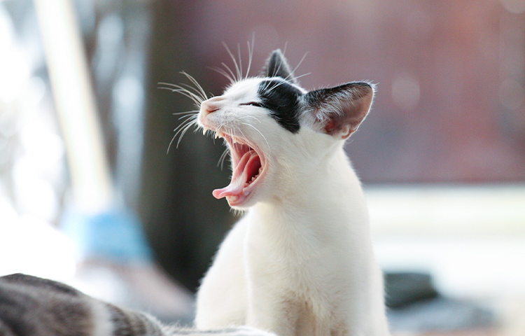 愛猫のお口が臭う～原因と対策～
