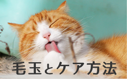 猫ちゃんの毛玉とケア方法