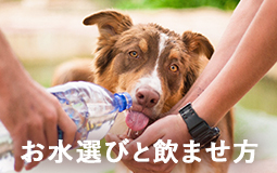 犬のためのお水選びと飲ませ方